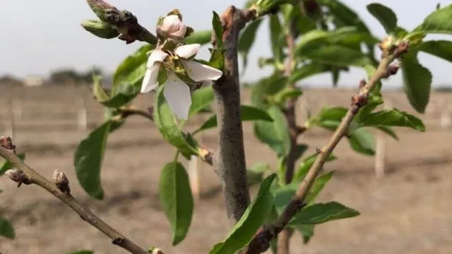 Nace AlmendrAR, el mayor proyecto de almendros de Córdoba con US$ 1.7 M de inversión (100 hectáreas que producirán desde harina hasta leche)