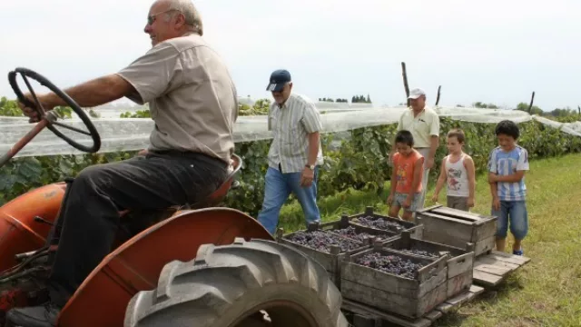 ¿Cuánto cuesta tener tu bodega en Caroya? (el negocio del vino en plena pampa gringa)
