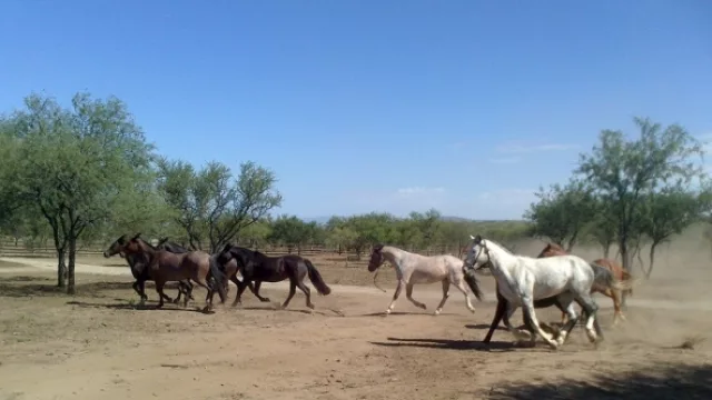 La Matilde ofrece un amplio espectro de actividades ecuestres, como la doma al estilo natural y racional, entre otras.
