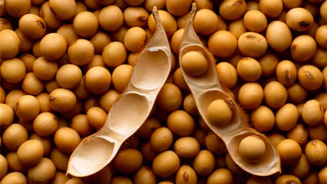 Exportaciones paraguayas terminan el año con un crecimiento del 31%. La soja: el protagonista