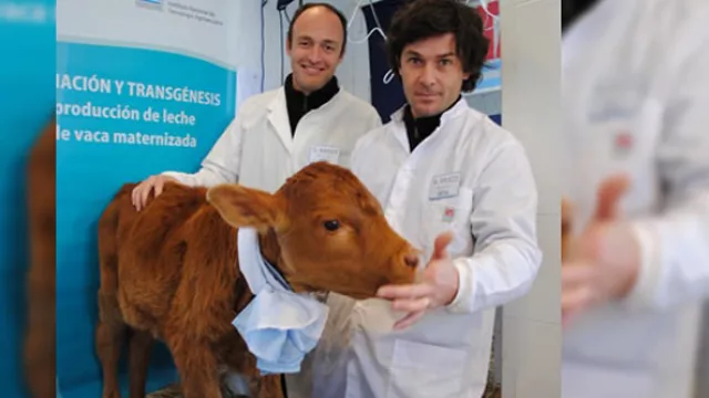 Quieren clonar vacas para convertirlas en toros (cambio radical en el negocio ganadero)