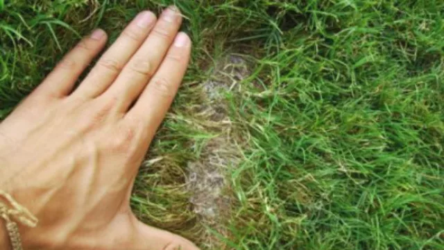 Qué césped recomiendan