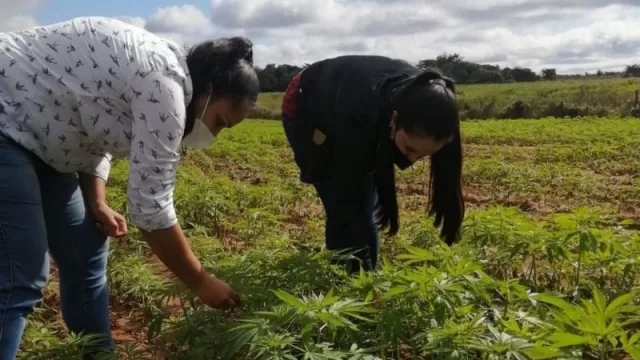 Alianza buscará instalar una fábrica de procesamiento de cáñamo 
