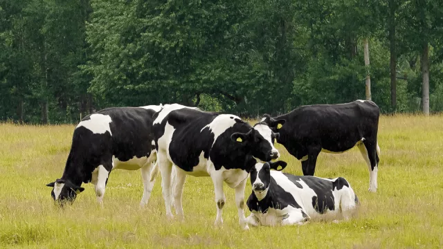 Uruguay podría tener la Vaca atada para los próximo años (qué ven algunos sobre el sector lácteo del país)
