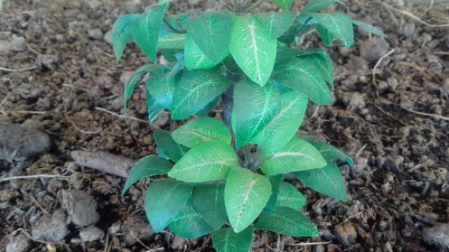 Foto tomada con el Razr D1 en modo automático