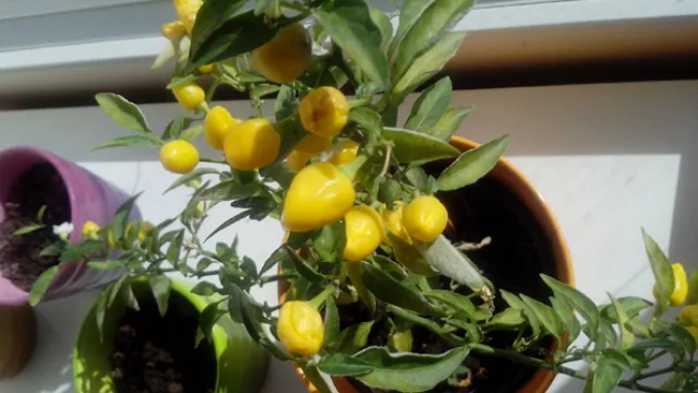 Foto tomada con el Razr D1 en modo automático