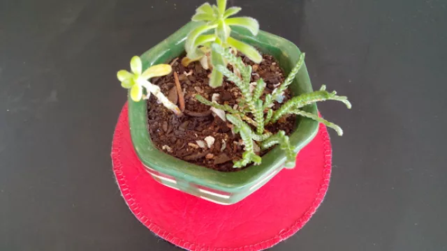 Foto tomada con el Razr D3 en modo automático