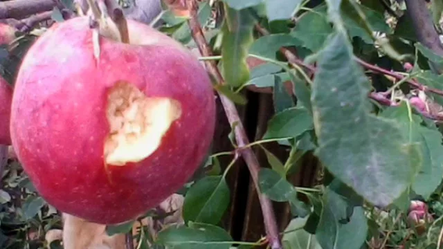 Cae la producción de la zafra frutícola (en peras, la merma llegó al 50%)