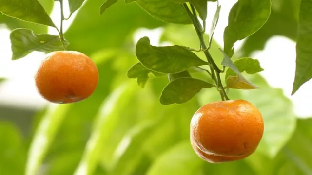 De la vieja tanjarina a la actual mandarina. Uruguay producen 100 mil tn por zafra