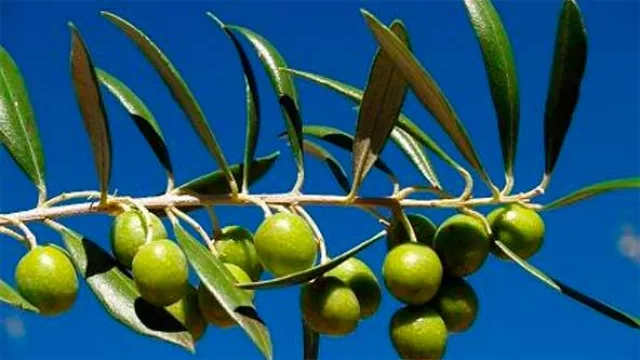 En tres años el polo olivícola salteño quiere llegar a 500 hectáreas