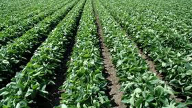 Son 10 pronósticos agoreros, pero uno podría hacernos felices: soja, al alza en torno a un 50% para 2013