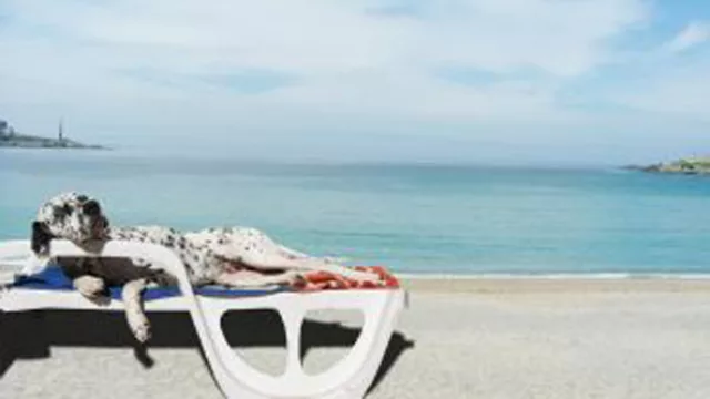 Crecen los hospedajes Pet Friendly para que lleves a tu “amigo” de vacaciones (algunos cuestan $ 250 por día)