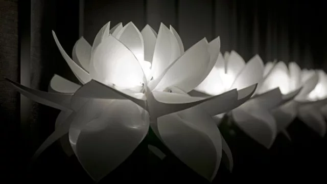 La iluminación todo lo puede. "Un bosque lumínico" de flores de lotus blancas, impactan sobre un fondo oscuro.
