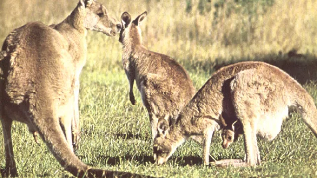 Los Canguros Toman Posesión
