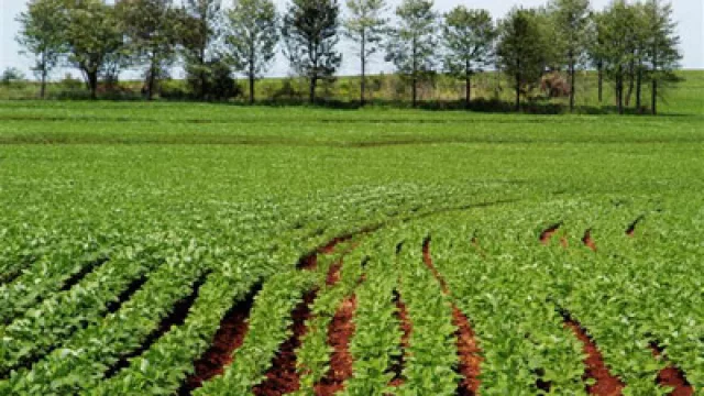 La campaña agrícola puede salvar al kirchnerismo en 2013 (pero depende del “tiempo” y el “clima”)