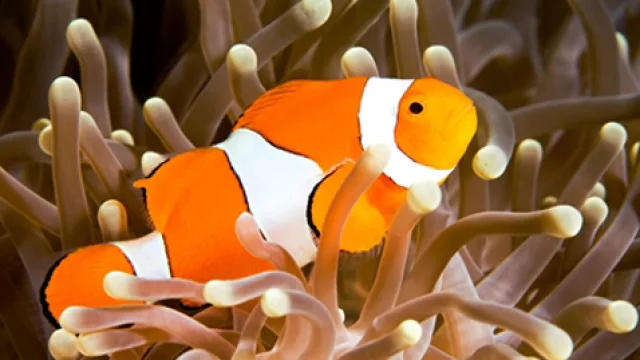 ¡Mirá quiénes vinieron a festejar el cumple de Temaikèn! (10 años y nuevos integrantes)