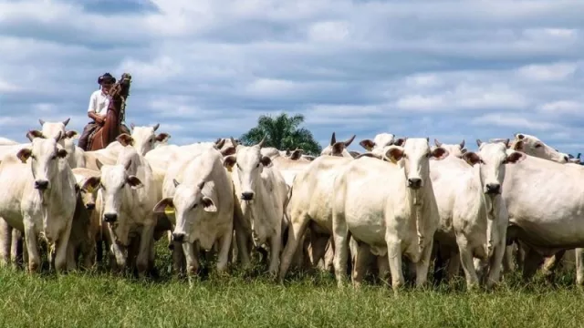 Precio del ganado paraguayo pega un salto y se acerca al récord logrado en 2011