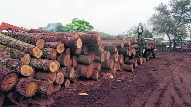 Articulan acciones para fortalecer el desarrollo de la industria forestal en el Chaco