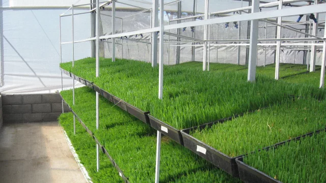 El primer vivero de forraje hidropónico del país estará en Córdoba (ahorro de hasta el 50% en alimentos para animales)