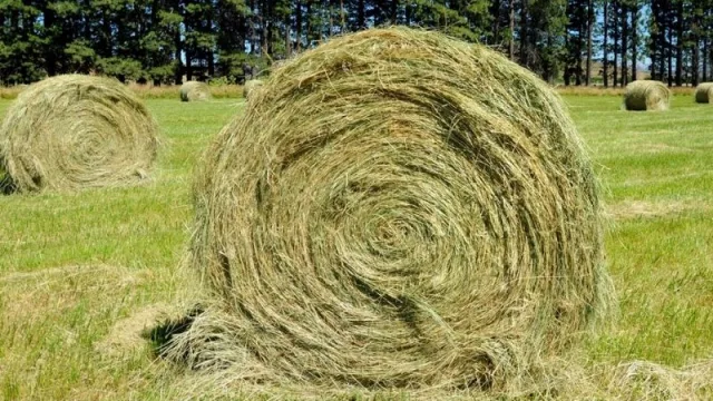 Promueven asistencia financiera para promover la producción forrajera