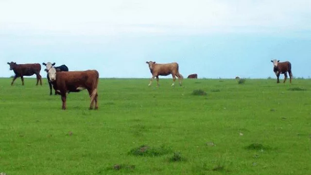 En 2011 se vendieron tierras equivalentes a seis veces la superficie de Montevideo