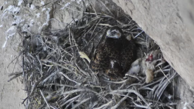 En la dulce espera; un águila joven que va tachando los días previos a su primer vuelo por los cielos de Manqui Malal
