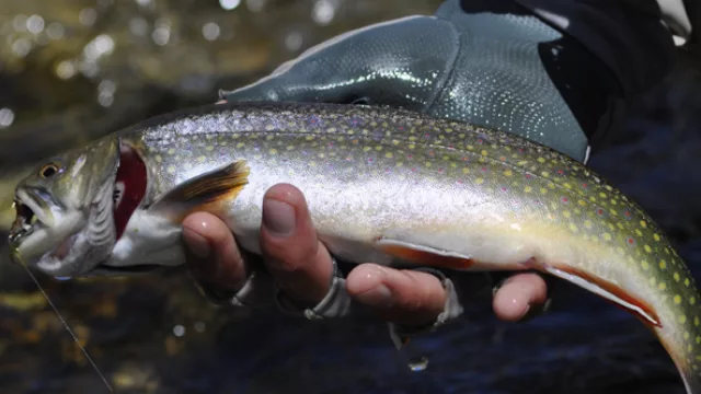 Una trucha fontanali con su hermoso color plateado y sus pecas amarrillas y fucsias