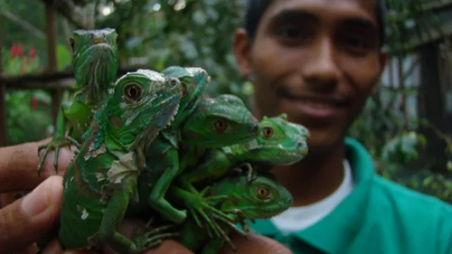 Reserva de Iguana Verde en San Ignacio
