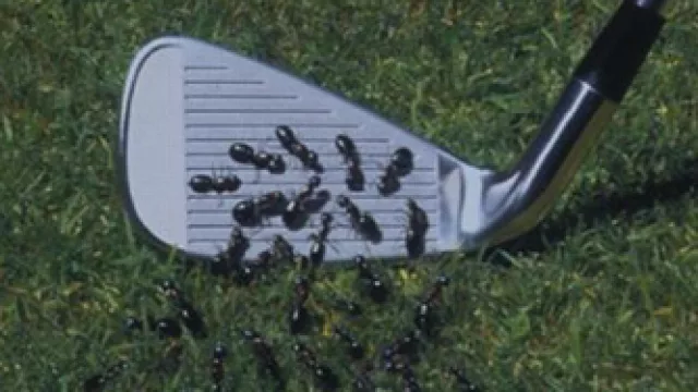El golfista que dejó la pelota justo en un hormiguero