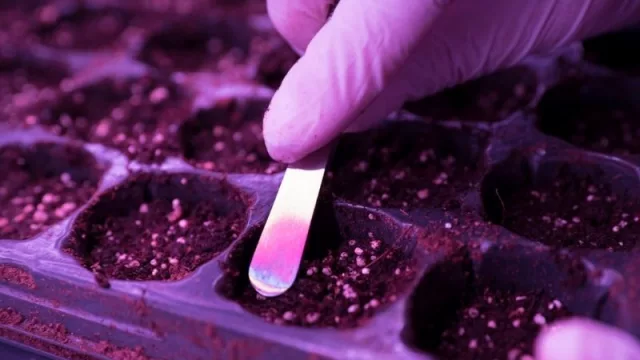 Jujuy pionera: se aprobó el marco regulatorio de producción de cannabis medicinal