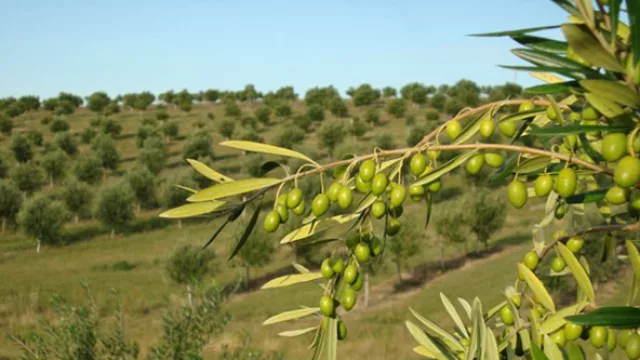 Uruguay: Finca Babieca ya exporta aceite de oliva a EEUU y abre su propio restaurante