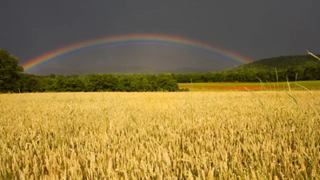 Chile: Cotrisa y riego debieran ser prioridades en presupuesto agrícola 2012 (según la SNA)