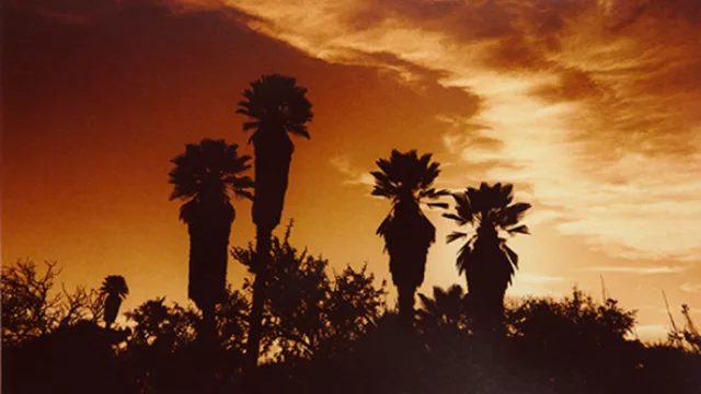 Palmares, foto de Omar Cejas