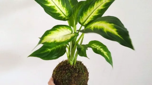 Kokedama, una nueva forma de decoración (y un negocio que creció en la pandemia)