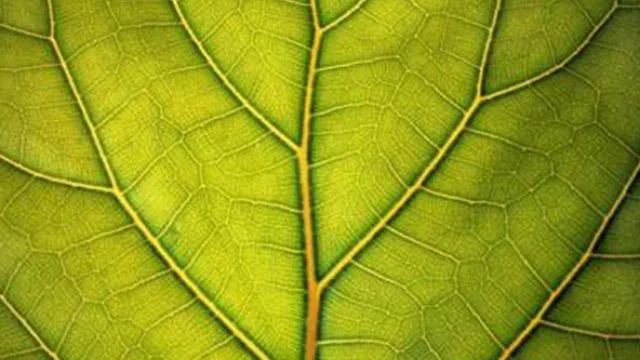 Hoja, sinónimo de cuidado del medio ambiente