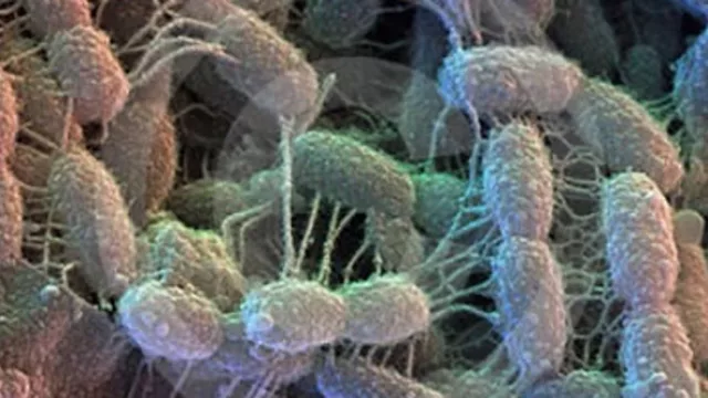 Gérmenes. ¿Más de lo que suponíamos?