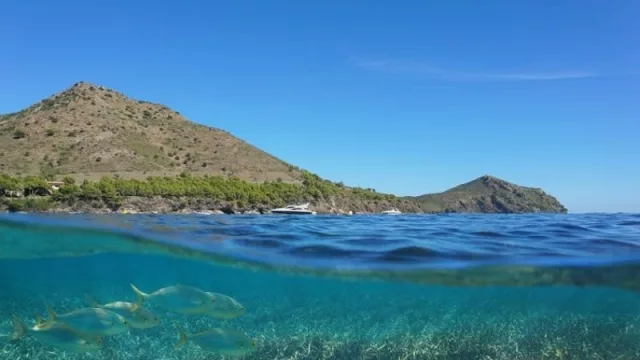 Los riesgos de la energía eólica para los ecosistemas marinos