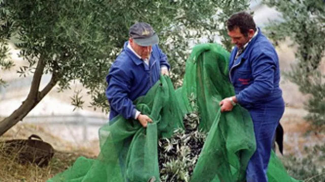 Uruguay: Olivicultores esperan producir 60% más de aceite nacional que el año pasado