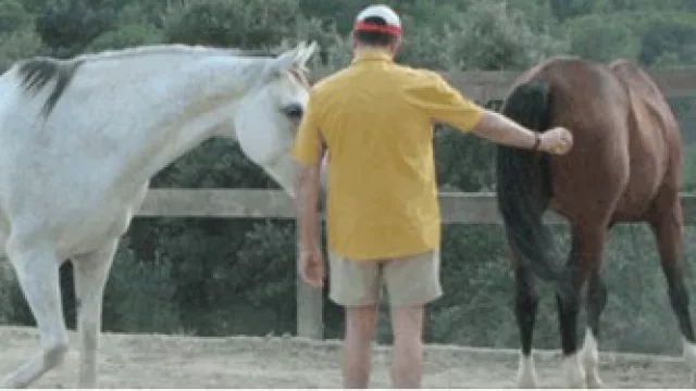 Coaching Asistido con Caballos (sí, sí, sí: con caballos)