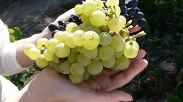 Uruguay: Atenti a los vinos de la cosecha 2011 (bodegueros celebran clima)