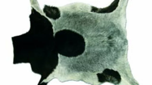 Argencuer y China, una alianza con futuro (se viene un negocio de $ 3 millones al año).