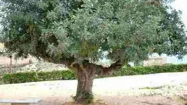 Forestar tiene 200 mil algarrobos para Forestando Mi Provincia.