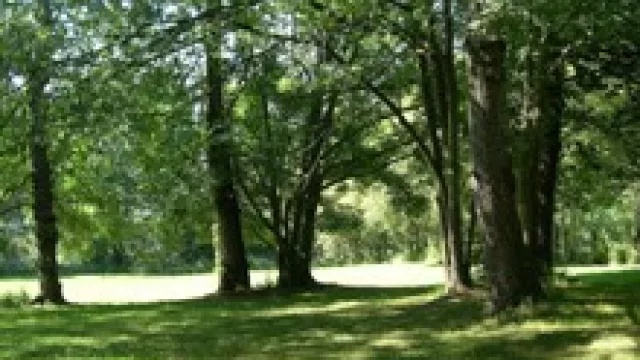 Forestar cierra un buen año y piensa en el 2011.