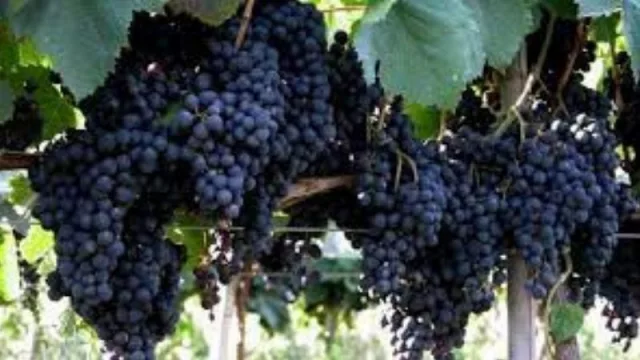 Ruta de los Vinos de los Valles: la Feria Gastronómica en Monterrico ya tiene fecha