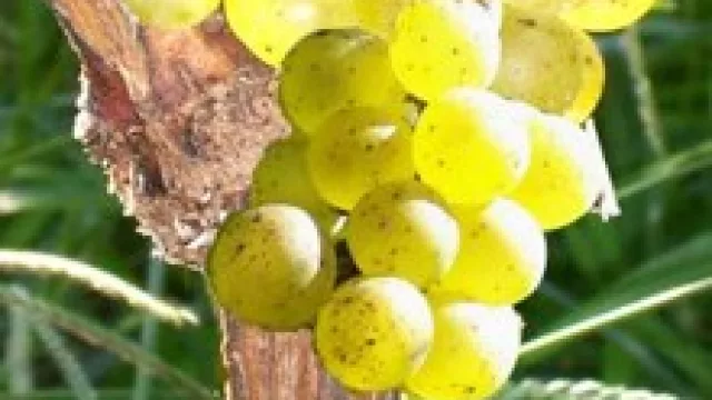 El vino de la Semana