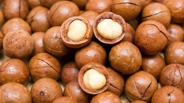 Cooperativa Yguazú, la mayor productora de nuez de macadamia en Paraguay