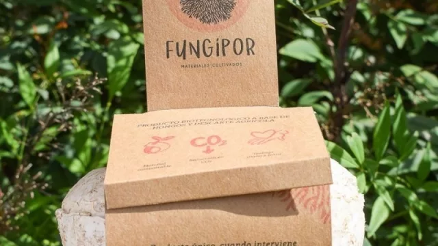 Macetas biodegradables diseñadas a base de micelio de hongos y rastrojos agrícolas (una idea innovadora de packaging sostenible)