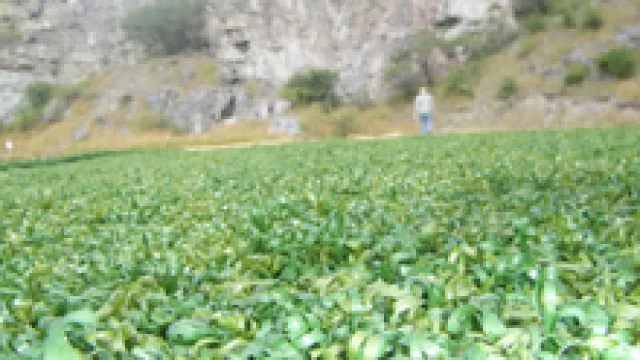 Los que lo probaron dicen que es mejor que el césped natural 