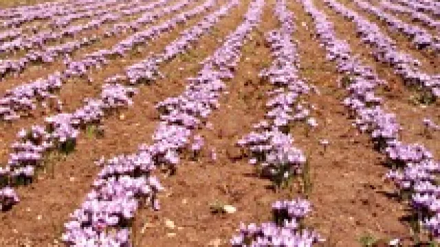 Azafrán Argentino Cba quiere abastecer a Branca, Yuspe y La Virginia (un mercado de U$S 5 M)