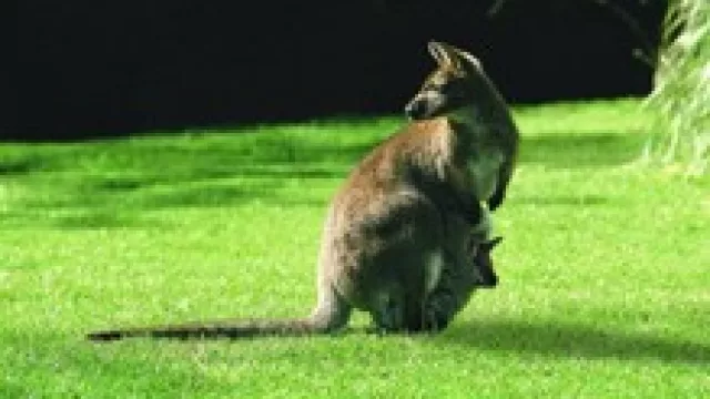 Temaikèn llega a Córdoba (de visita al Workshop de la Acav).